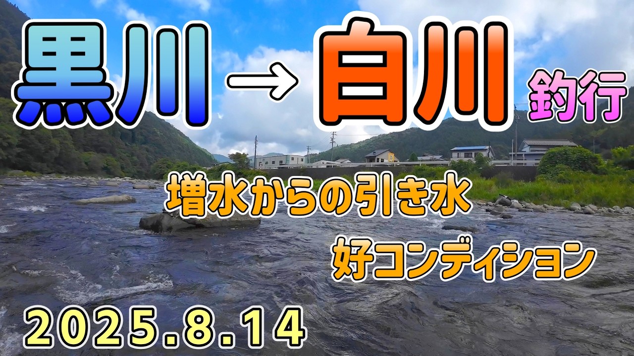 引き水の好条件！　8/14　飛騨川漁協　白川と黒川釣行