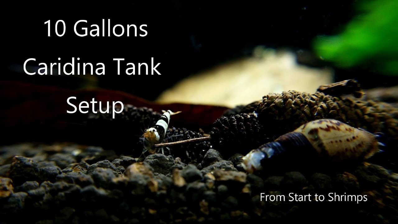 Basic Shrimp Tank Setup | Caridina | Crystal Black Shrimp | ADA Amazonia Light