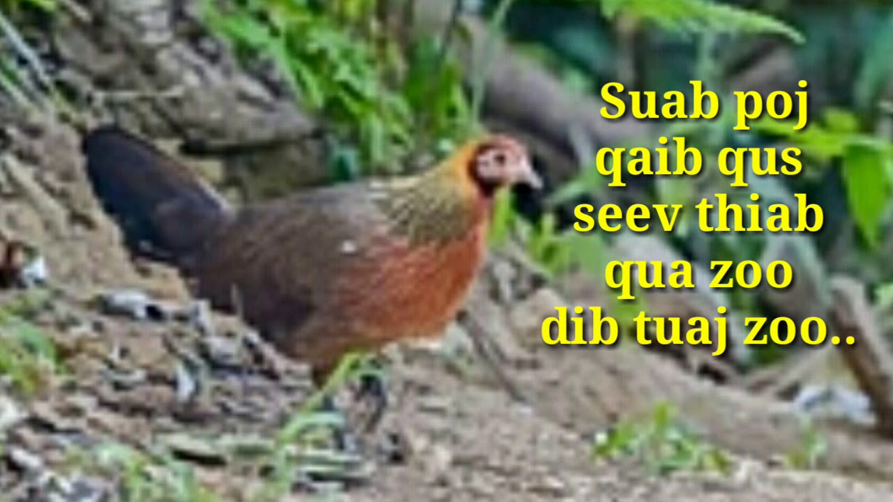 Suab poj qaib qus seev qua zoo heev.(lub neej toj siab)