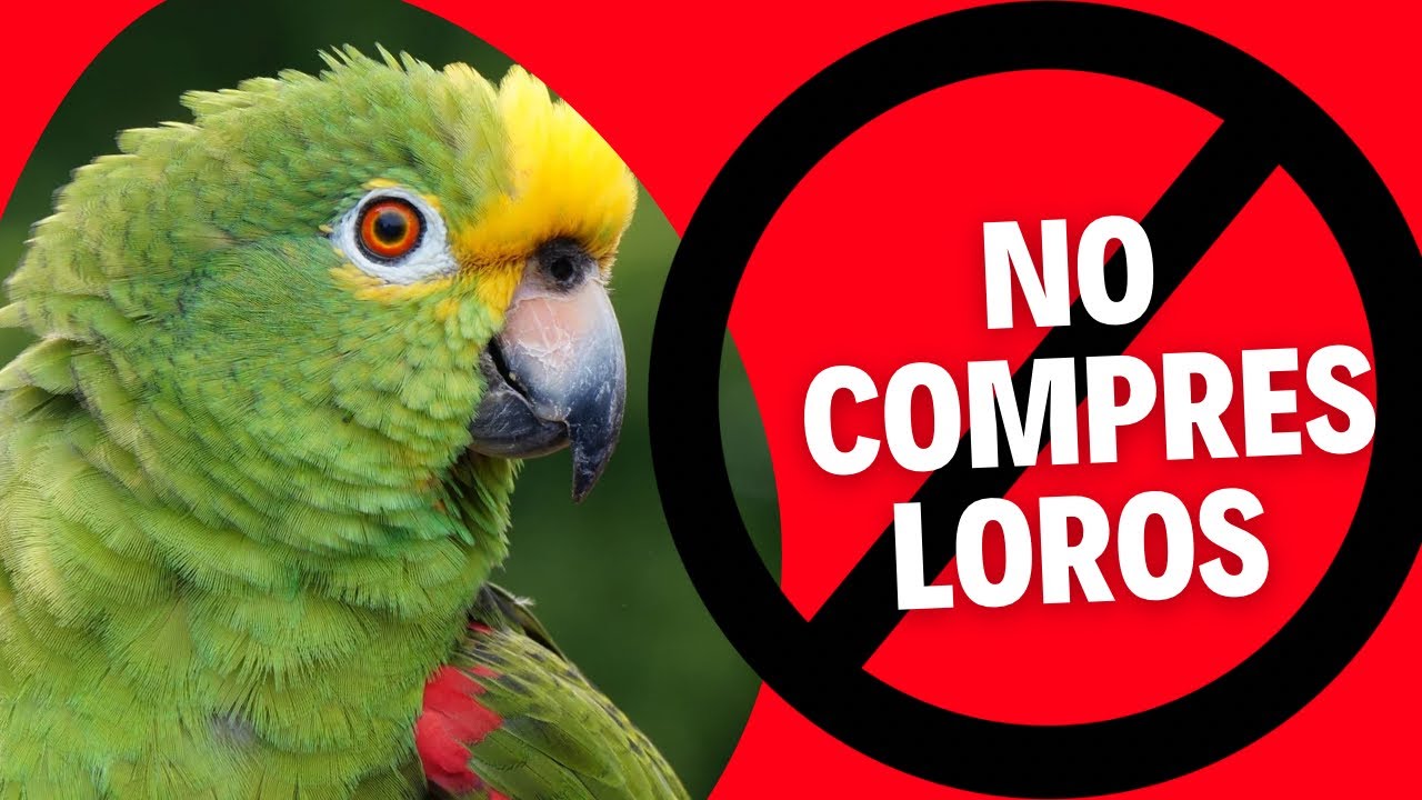 No COMPRES LOROS Como MASCOTA!! 