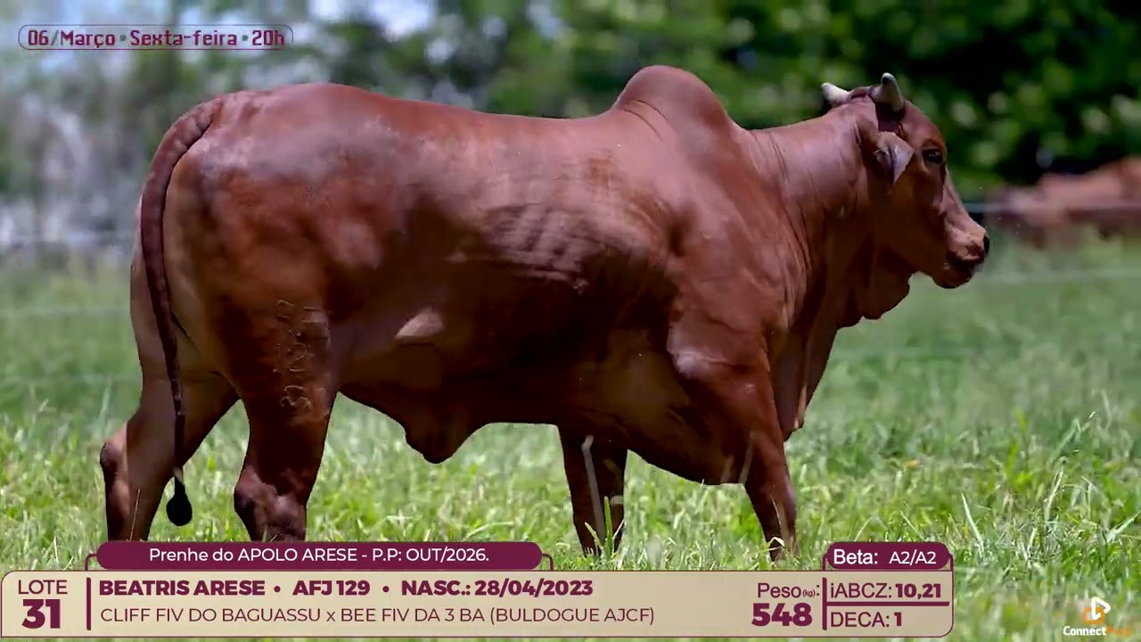Lote 31