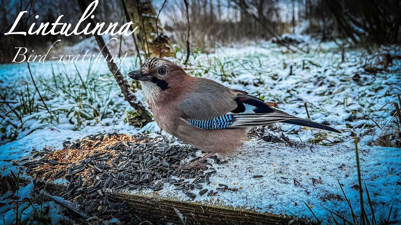 #birds