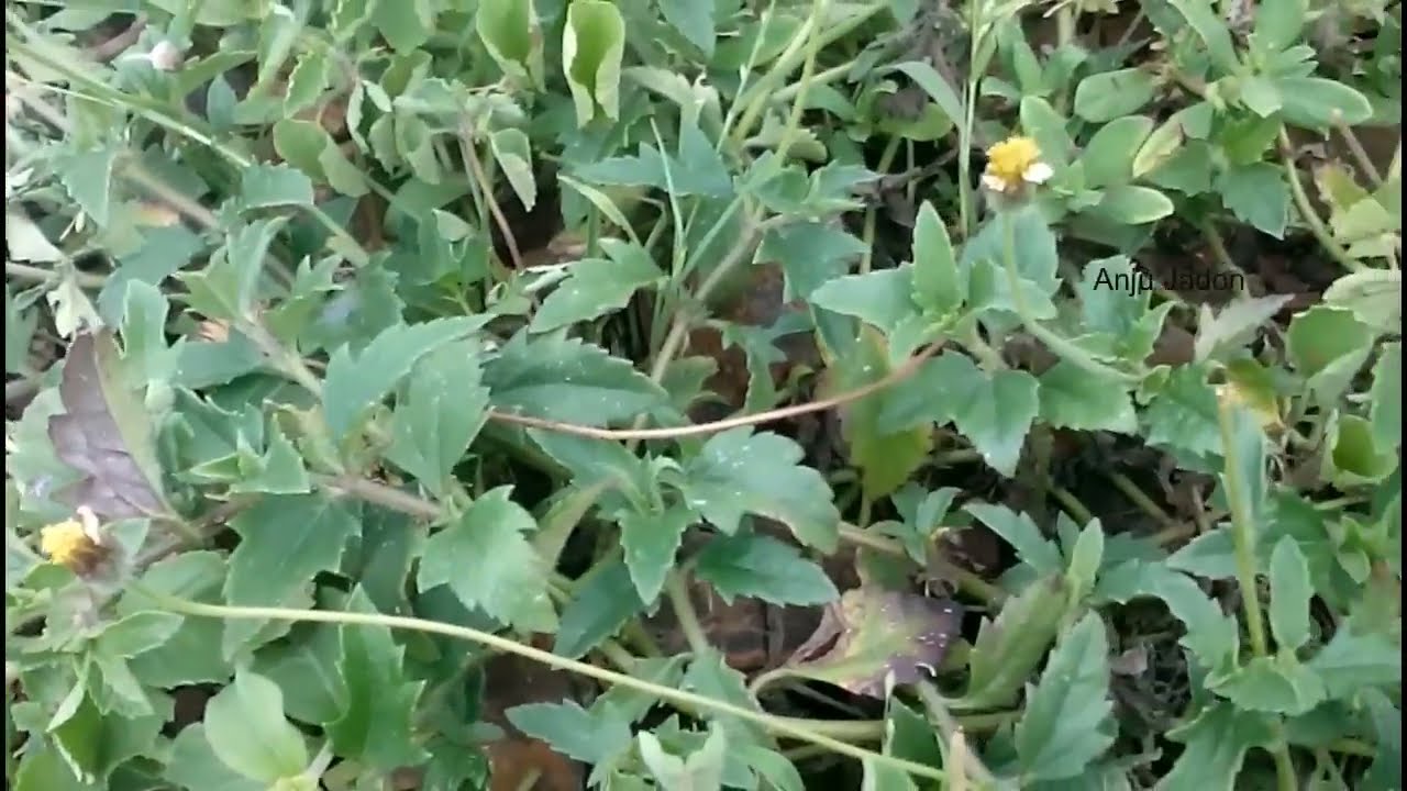 Bhringraj ke पौधे की पहचान, भृंगराज का पौधा