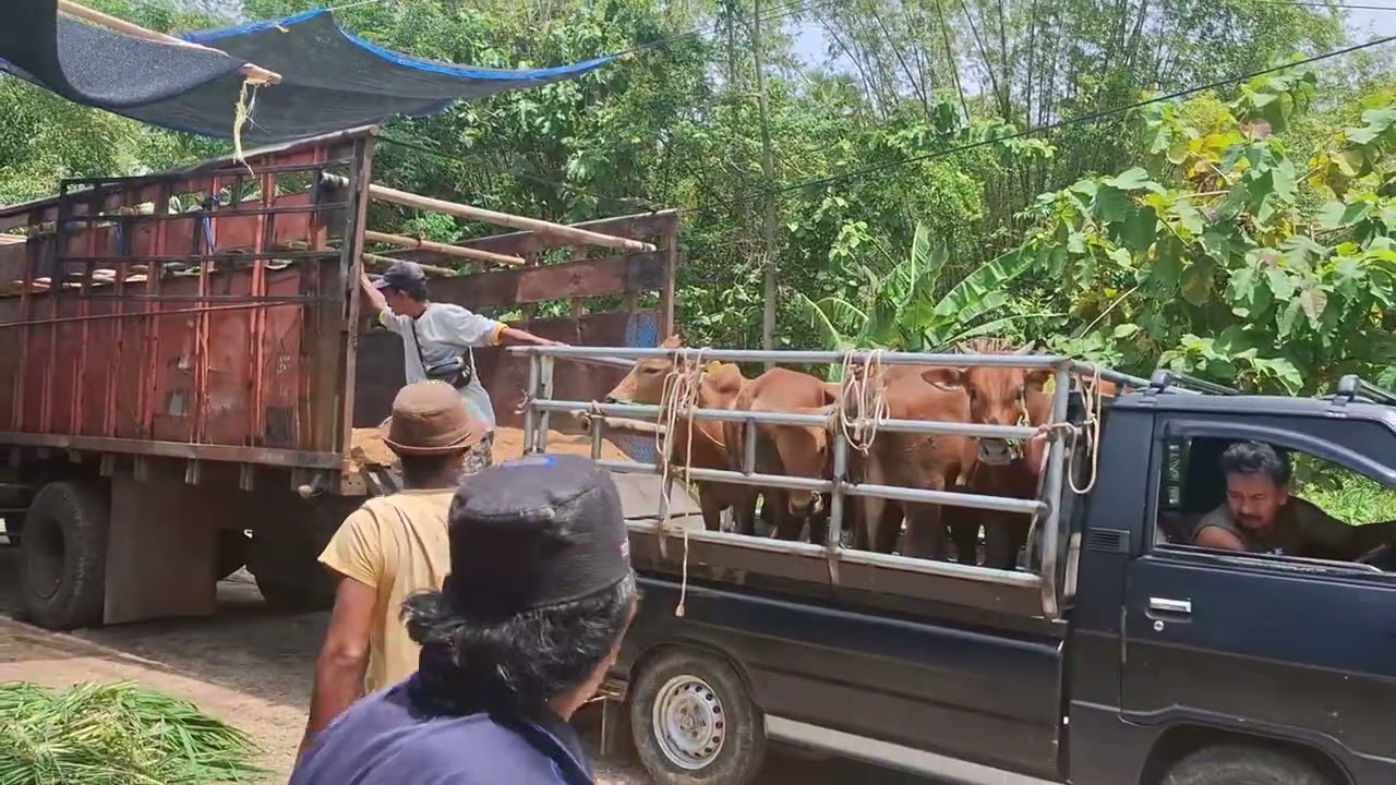 Persiapan pengiriman sapi madura ke pangkal pinang sumatra.