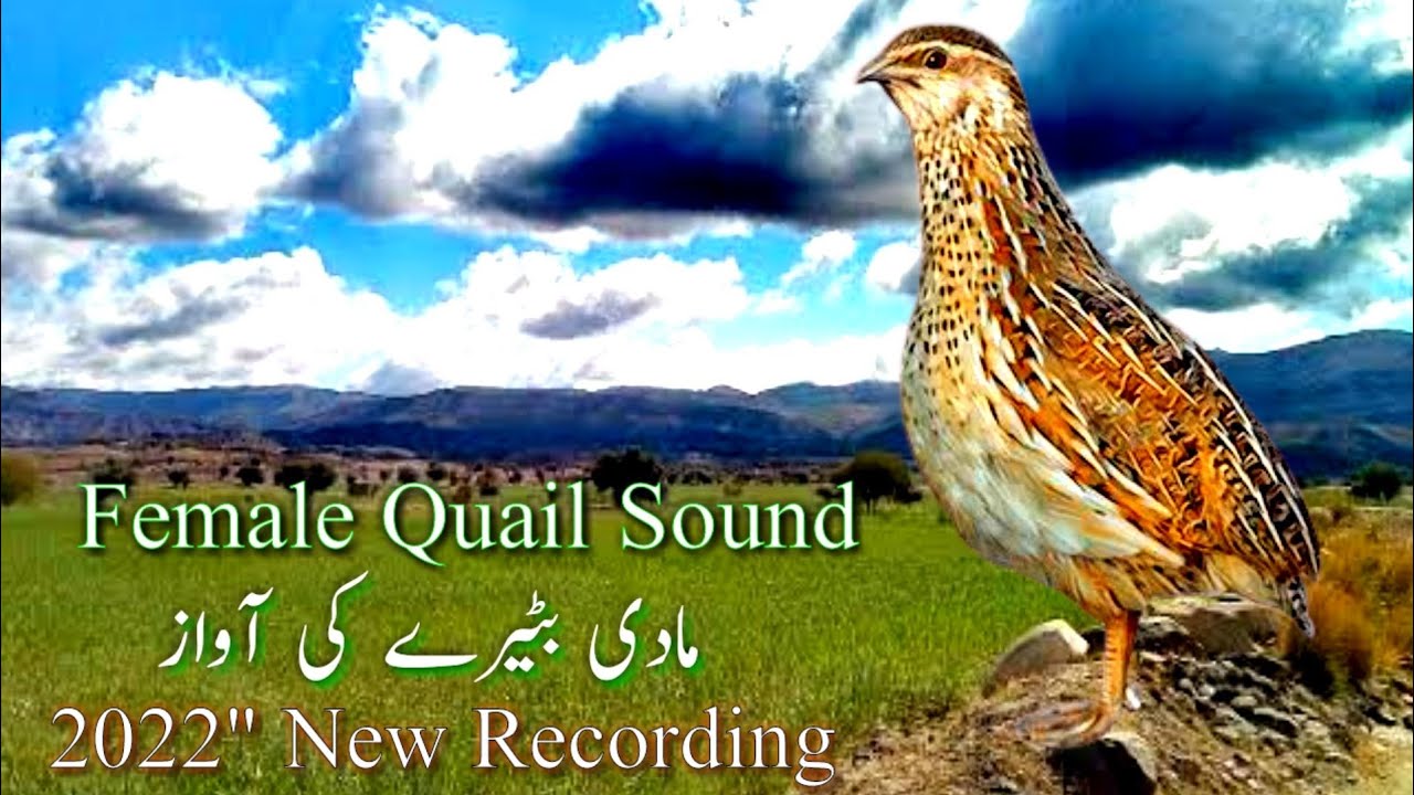 Female quail sound | batair madi ki awaz | madi batair kirak | batair karkaree