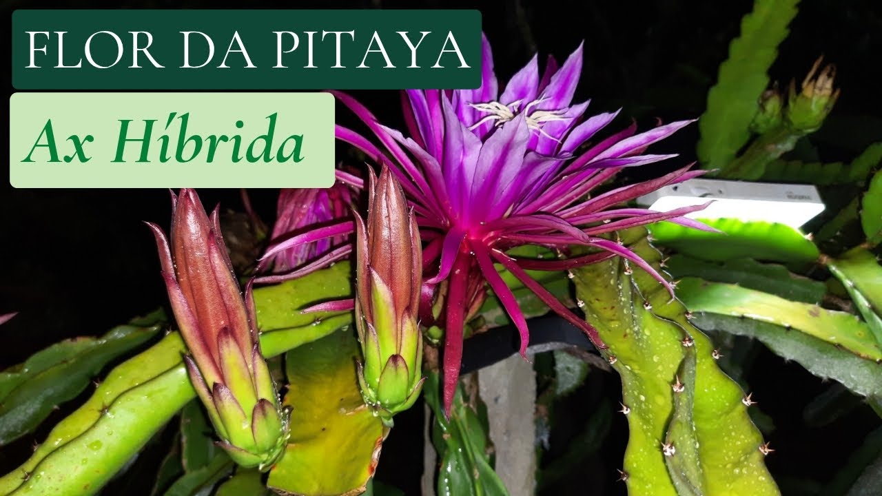 Belíssima flor da Pitaya Ax Híbrida