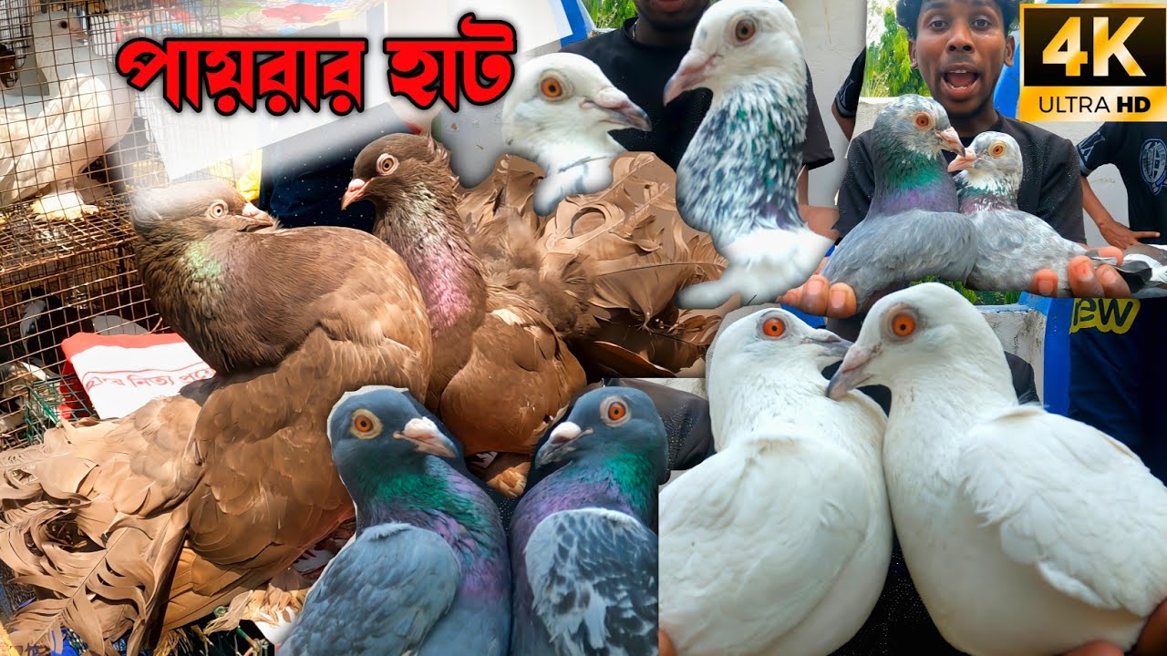 Pigeon Market Serampore। Serampore Pet Market Location। Pigeon Price Update 26/03/2023।
