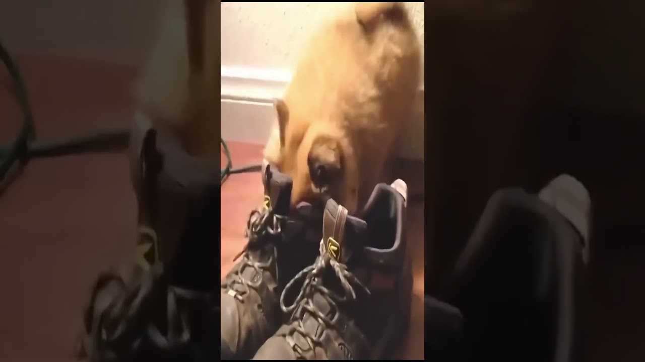 Pets are pure comedy gold