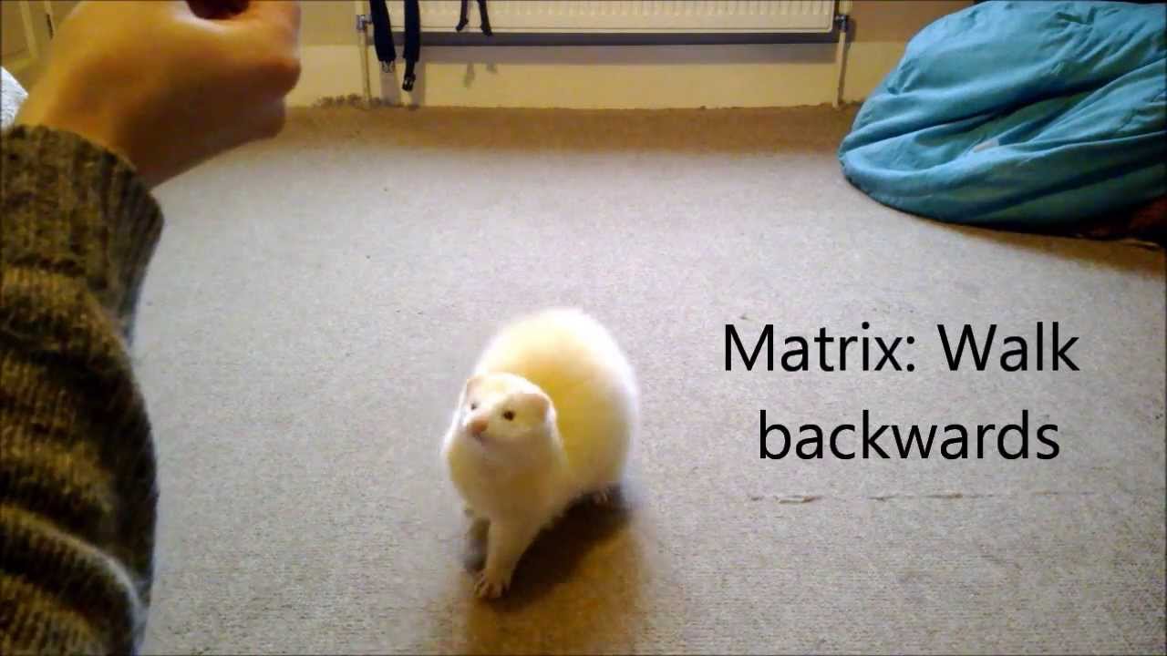 Cute ferret tricks