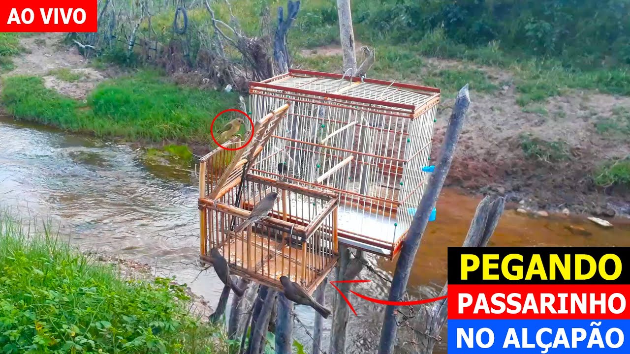PEGANDO PAPA CAPIM NO AL&Ccedil;AP&Atilde;O AO VIVO
