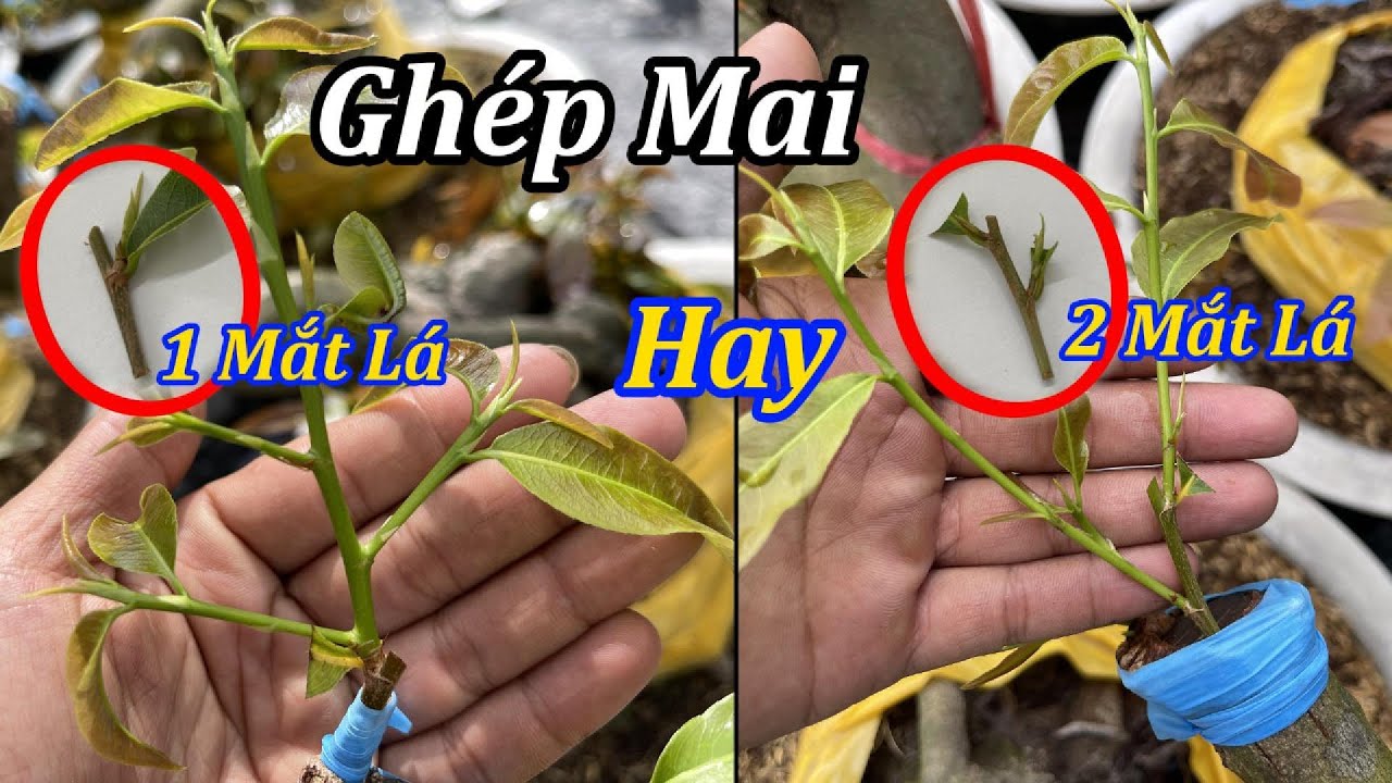 Ghép Mai 1 Mắt Lá Hay 2 Mắt Lá Sẽ Tốt Hơn - Mai Vàng Duy Hiếu