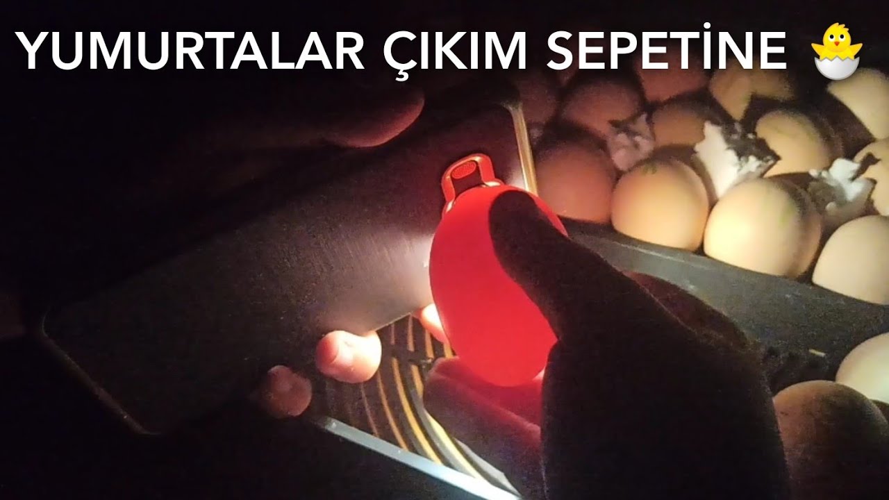 Evrensel Kuluçka Yumurta Dolu Boş Kontrolü 🐣 Yumurtaları Çıkıma Aldım