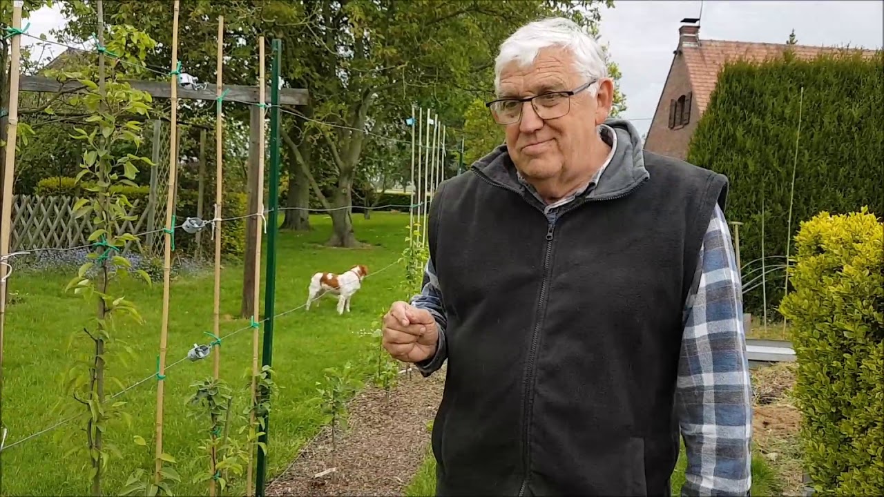 Comment cr&eacute;er une haie d'arbres fruitiers ?