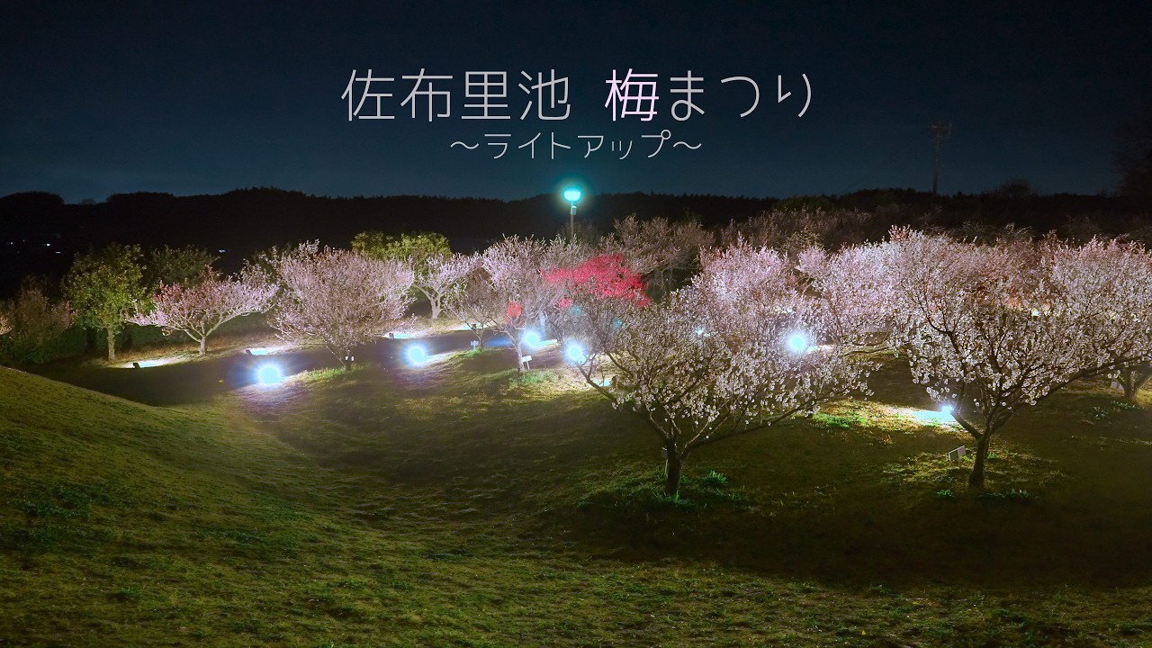 佐布里池梅まつり ライトアップ (愛知県)