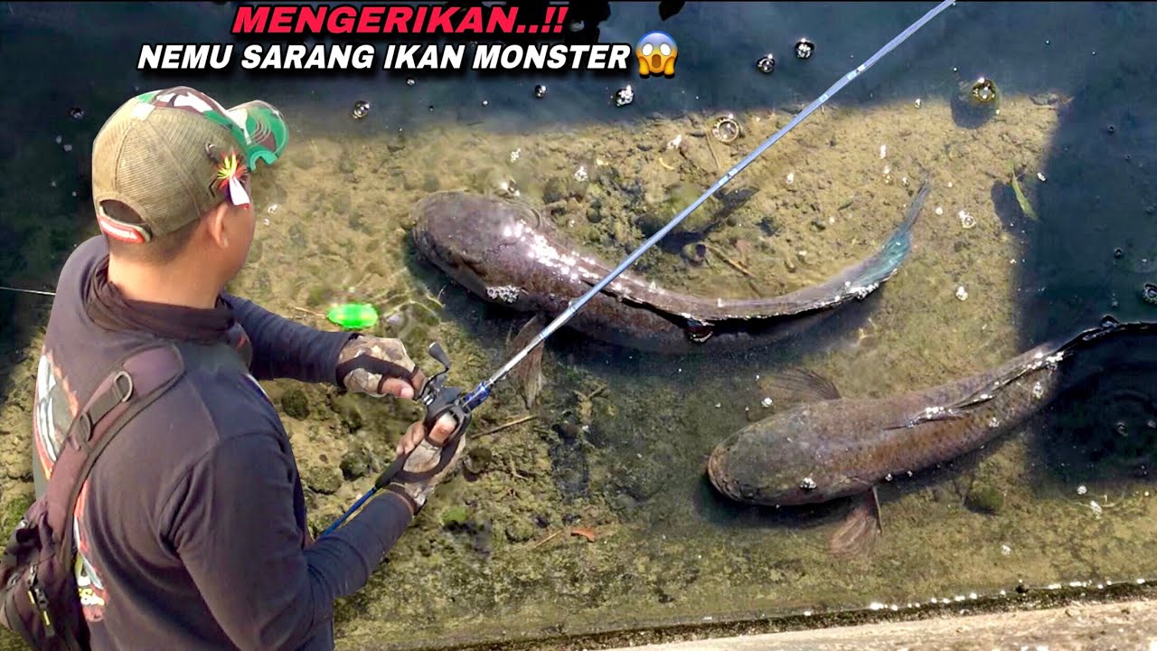 Rejeki Nomplok..! Mancing Ikan Gabus Monster Tepat Di Sarangnya Bikin Kuwalahan
