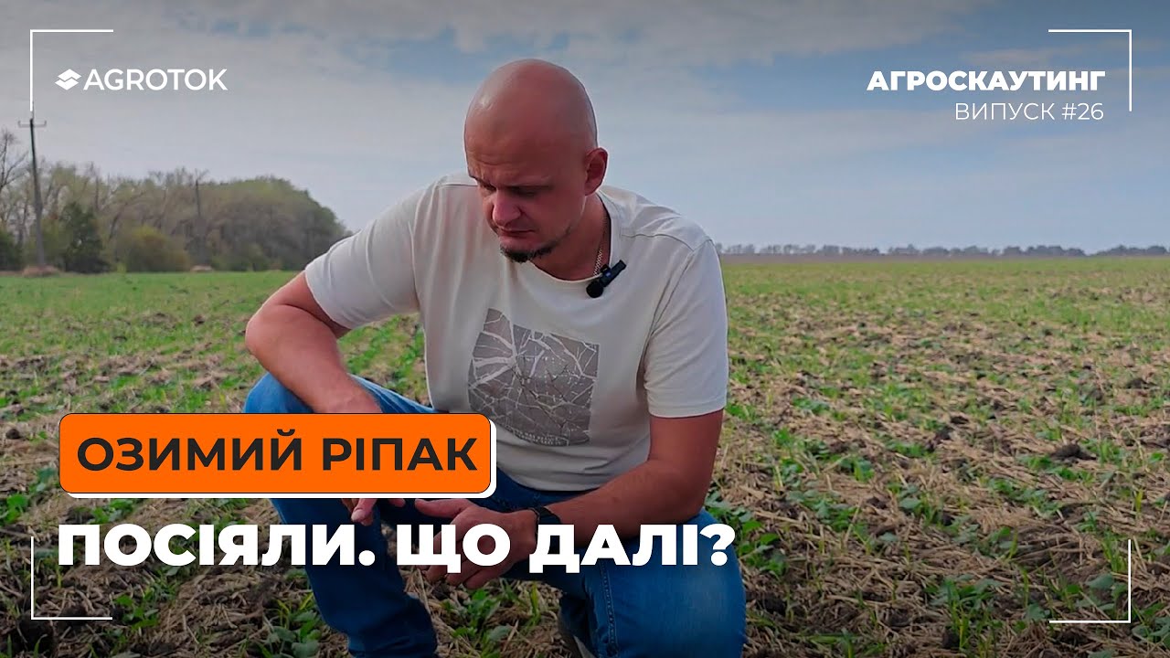ОЗИМИЙ РІПАК: ПОСІЯЛИ. ЩО ДАЛІ? 🤔
