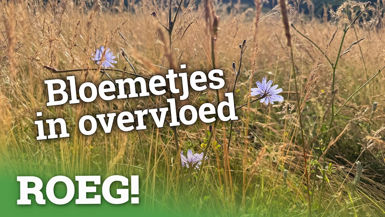 Helemaal zen 🌱 in Roemeni&euml; in de ROEG! vlog
