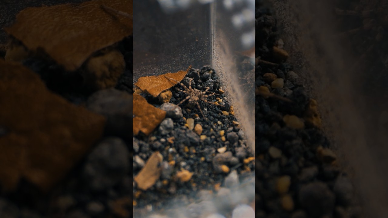 Six Eyed Sand Spider makes a run for it!