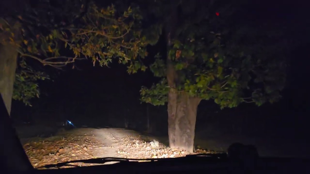 Night Drive Kanha Tiger Reserve । Kanha National Park Madhya Pradesh । Tiger Hunting Style । Bison