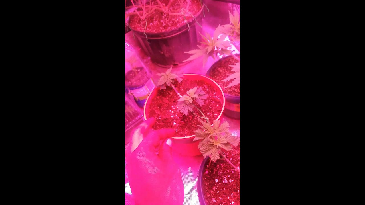 Growing Gelato#33, Wedding Cake, and other exotics update #5