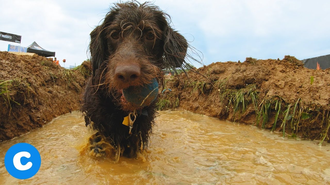 Ruff Mudder Presented by Chewy