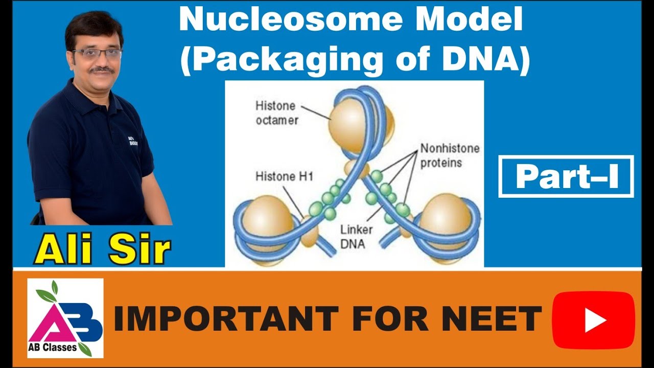 Packaging of DNA, Nucleosome model, Solenoid, Loops, Chromatid, Chromosome, Octamer & Linker DNA