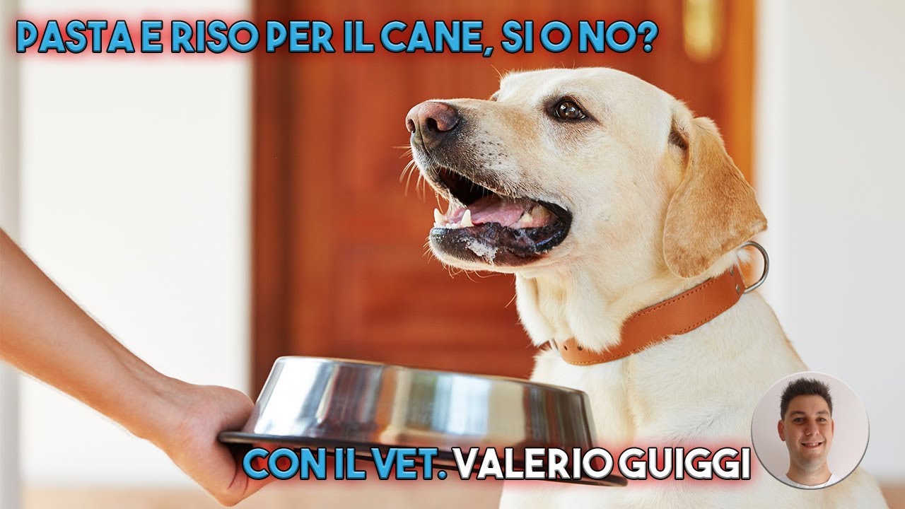 Pasta e riso per il cane, si o no? Approfondimento con il veterinario Valerio Guiggi