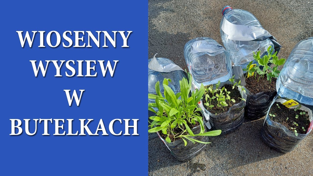 WIOSENNY WYSIEW w butelkach / Wysiewam ciepłolubne metodą WINTER SOWING / MrsGarden