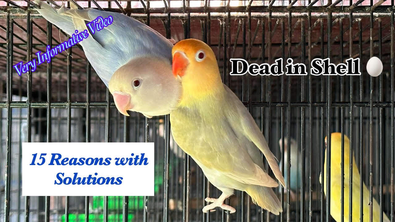 15 Reasons of Dead in Shell & Solutions || Lovebird’s Tips