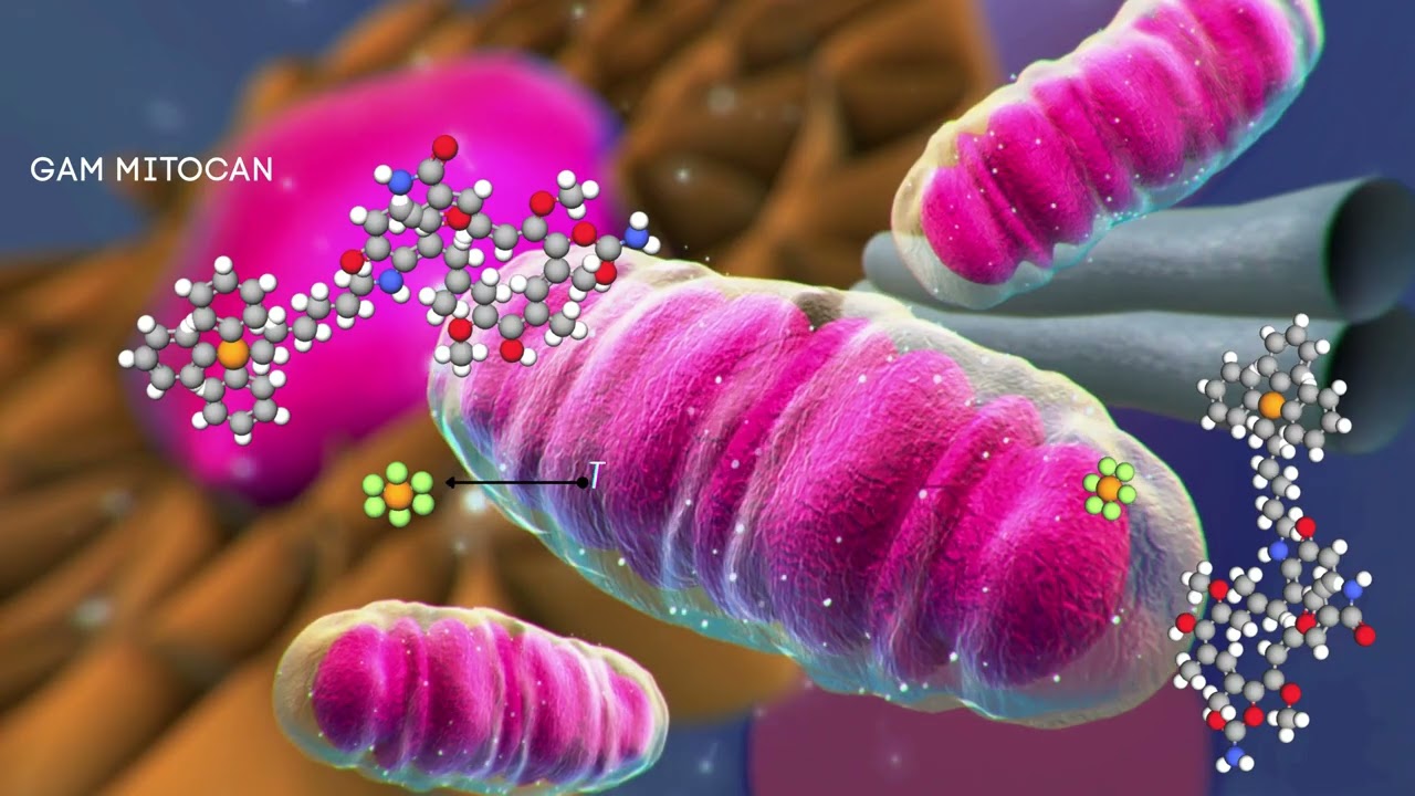 GAM MitoCan Project