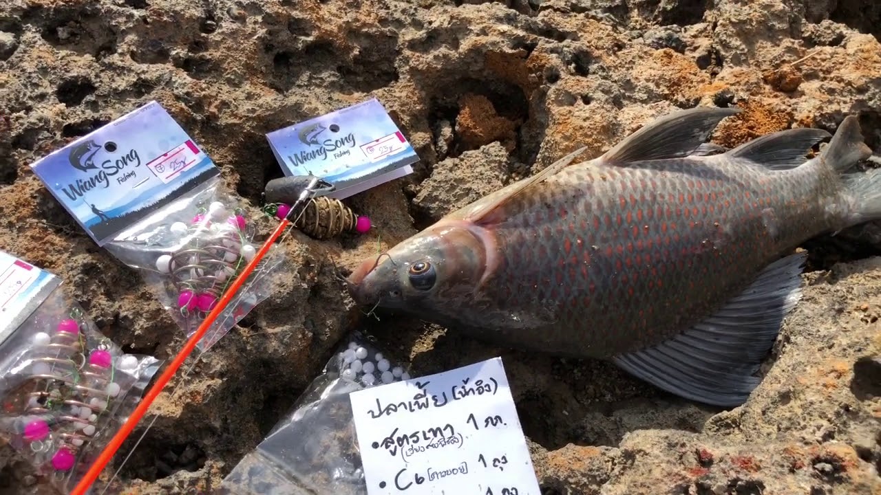 WS.77 Tues.6.10.63 #ปลาเพี้ยน้ำอิง #หมักเทา #เข้าทุกหมาย🎣🐟⛰