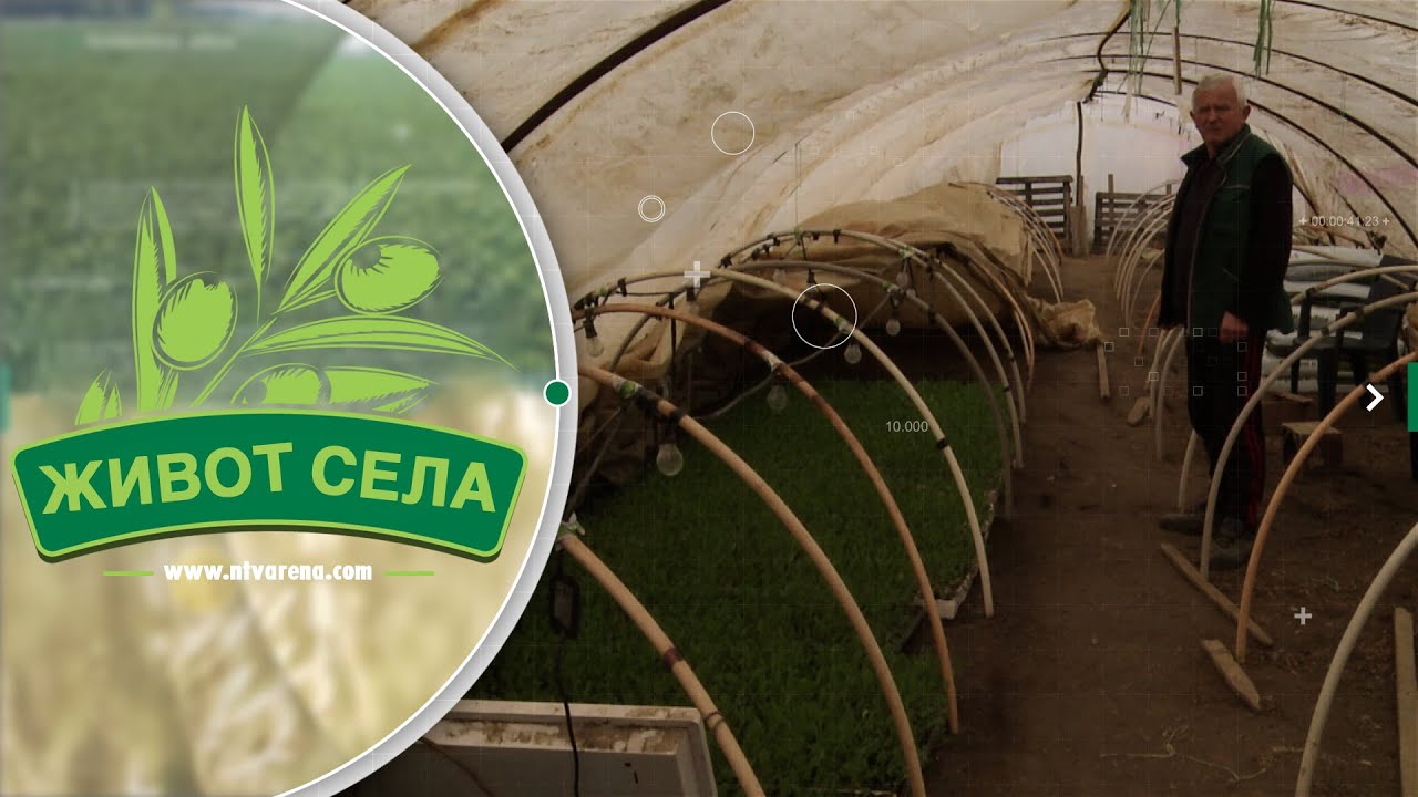 Zbog niskih cijena i otežanog plasmana lane, povrtar iz Crnjelova ove godine smanjuje proizvodnju