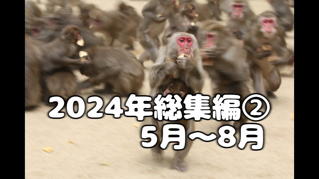 おさるの高崎山　2024年総集編②　5月～8月