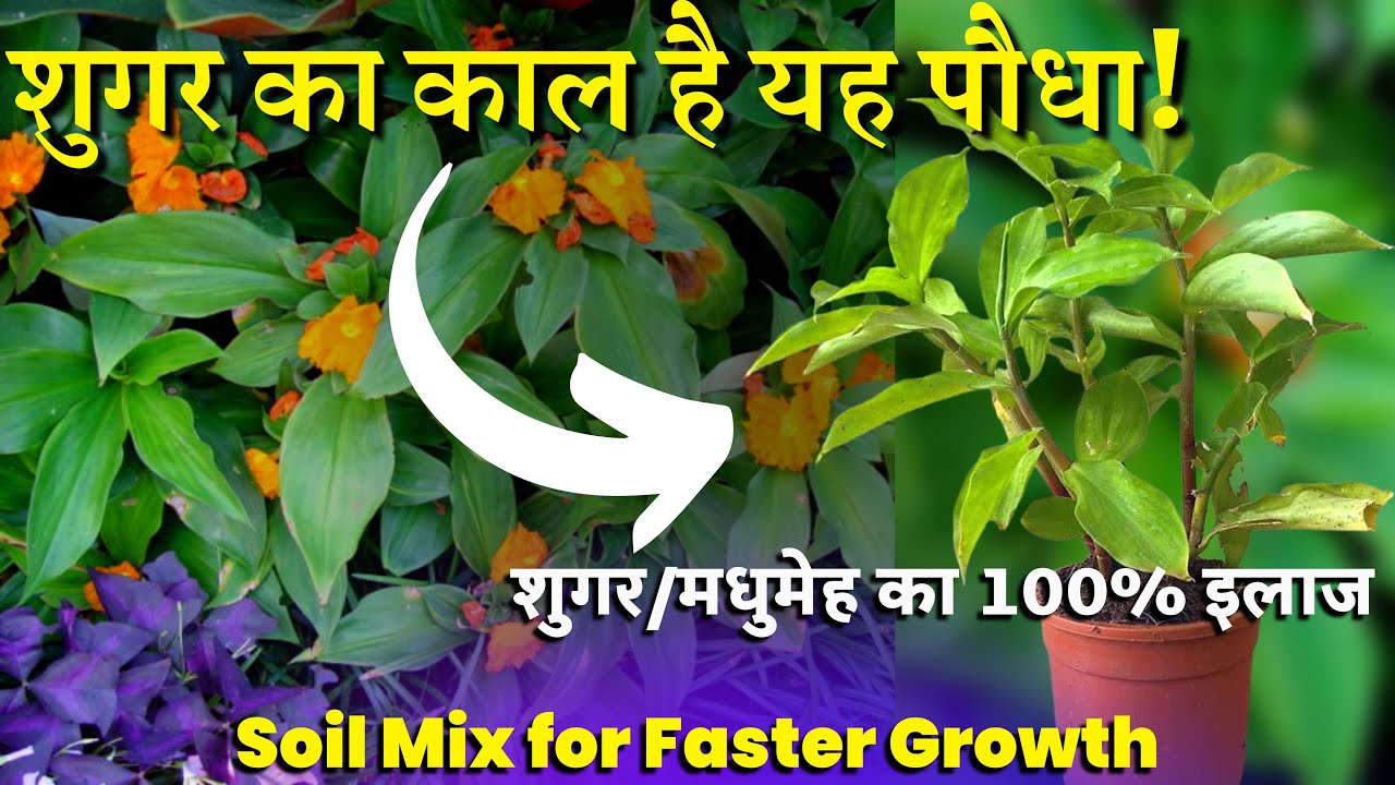 Insulin का पौधा लगाने का सरल तरीक़ा || मधुमेह / शुगर / Diabetes को ख़त्म करने वाला कमाल का पौधा ||