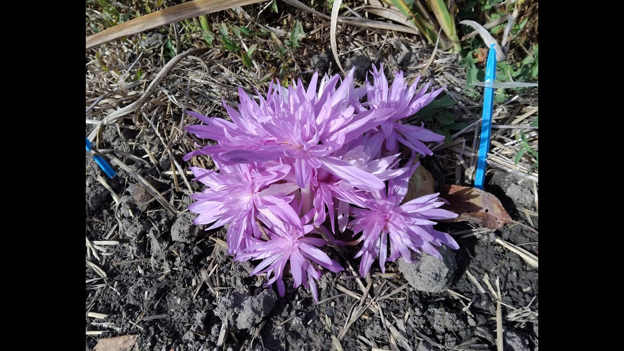 Поздние осенние цветы — безвременник «Водяная лилия» и наш кот Тимике [4K]