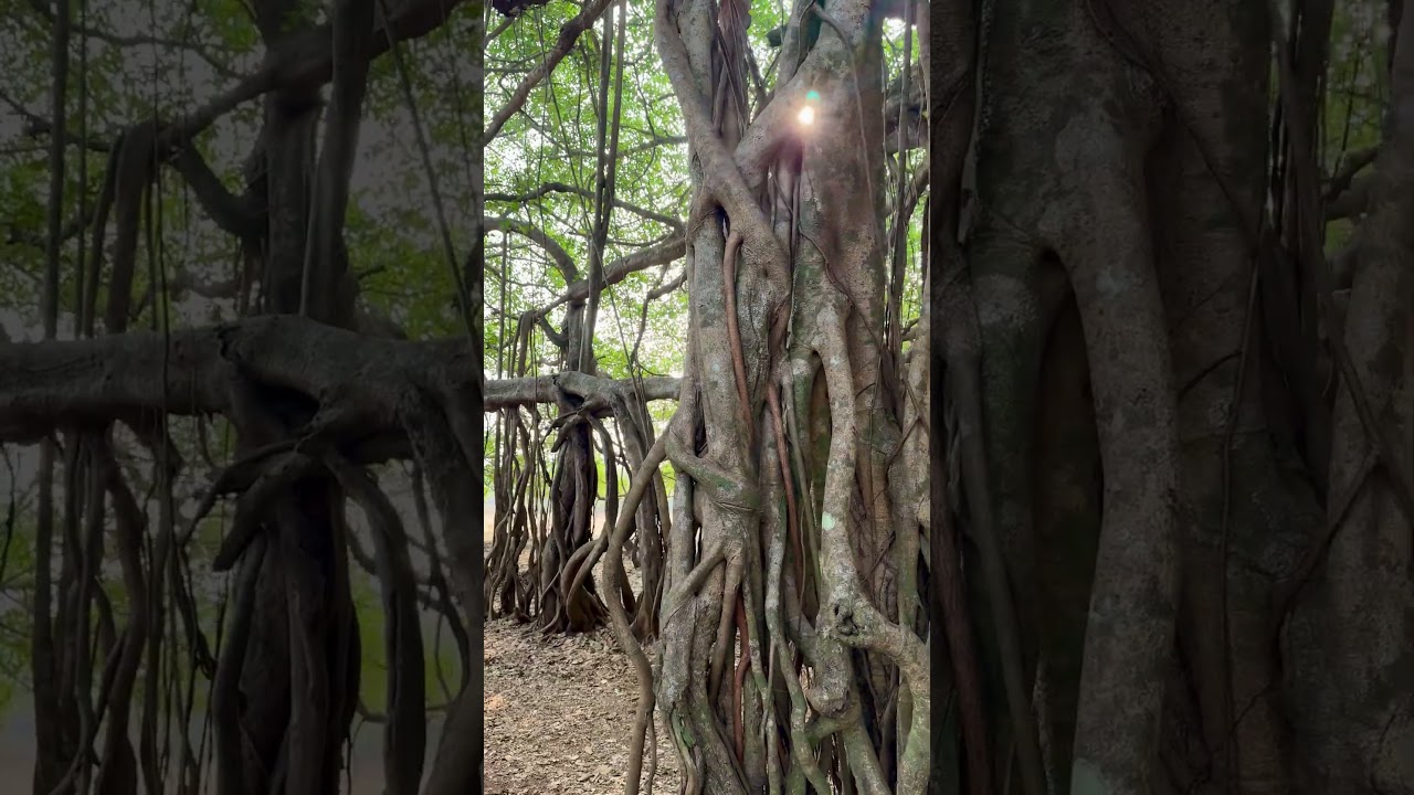 The biggest Banyan tree🌿 #indiatour