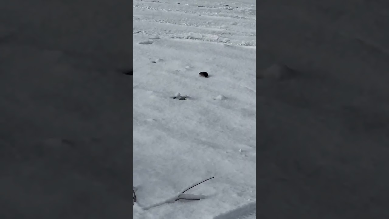 Mouse outside in the winter?!?