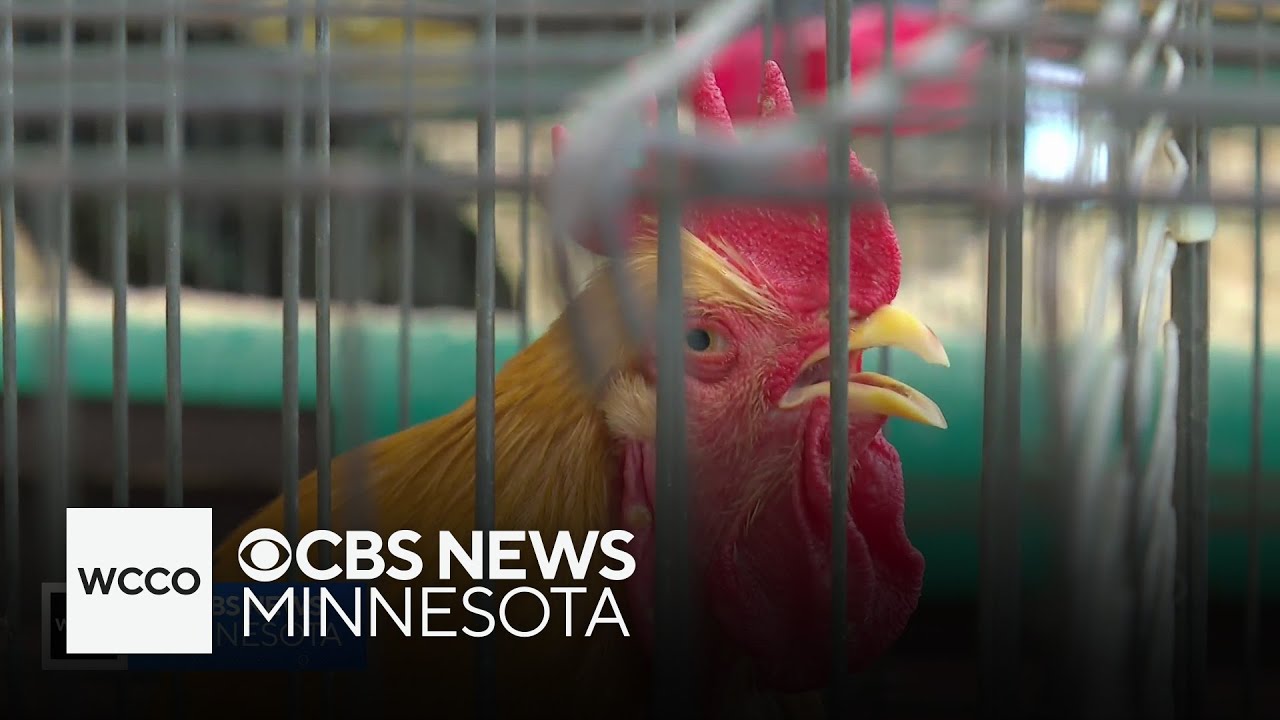 Roosters put to the test for the most 
