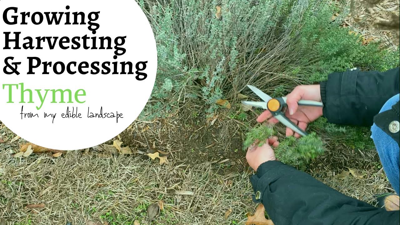 Growing Thyme, Harvesting Thyme, Processing Thyme From My Edible Landscape