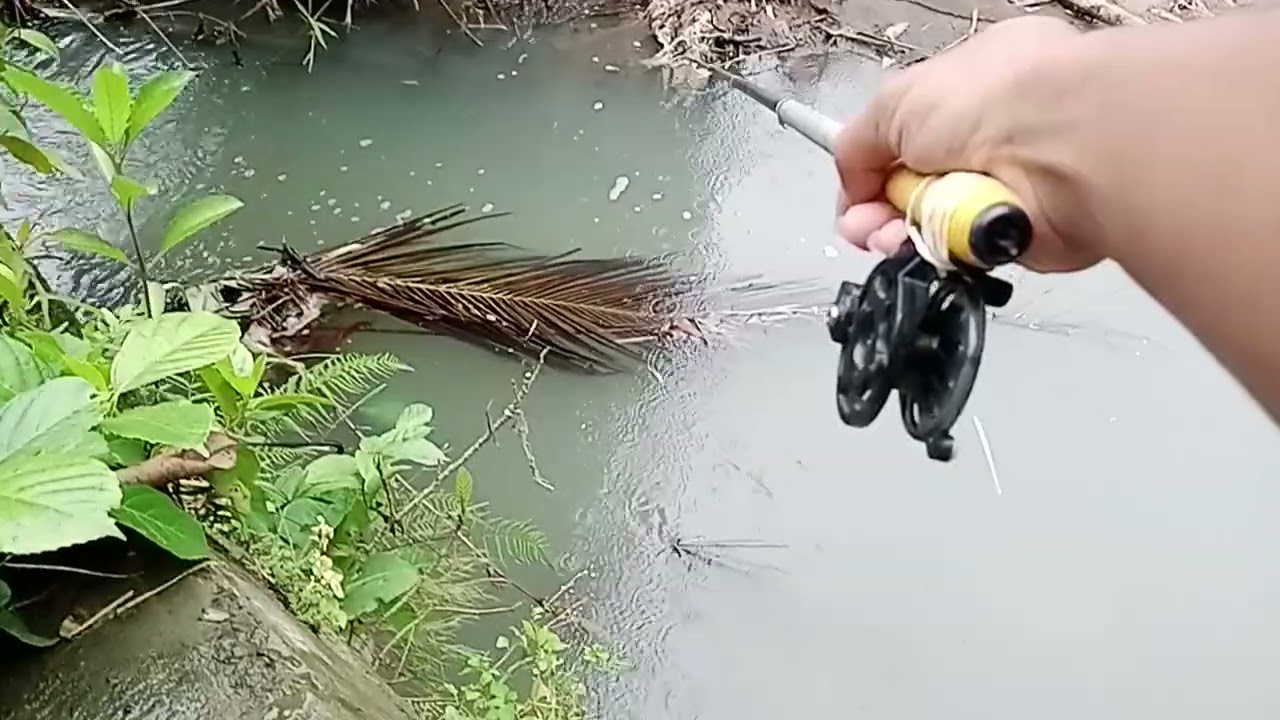 Ikan haup haup malah udan 