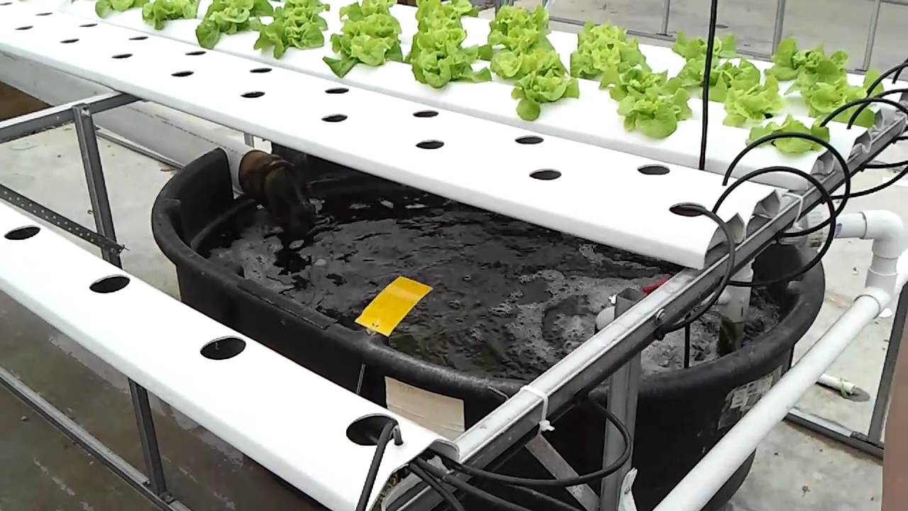 Greenway Hydroponic Farm