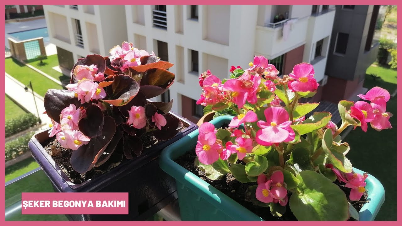 ŞEKER BEGONYA BAKIMI 🌺✅ BEGONYA NEYİ SEVER ?✅