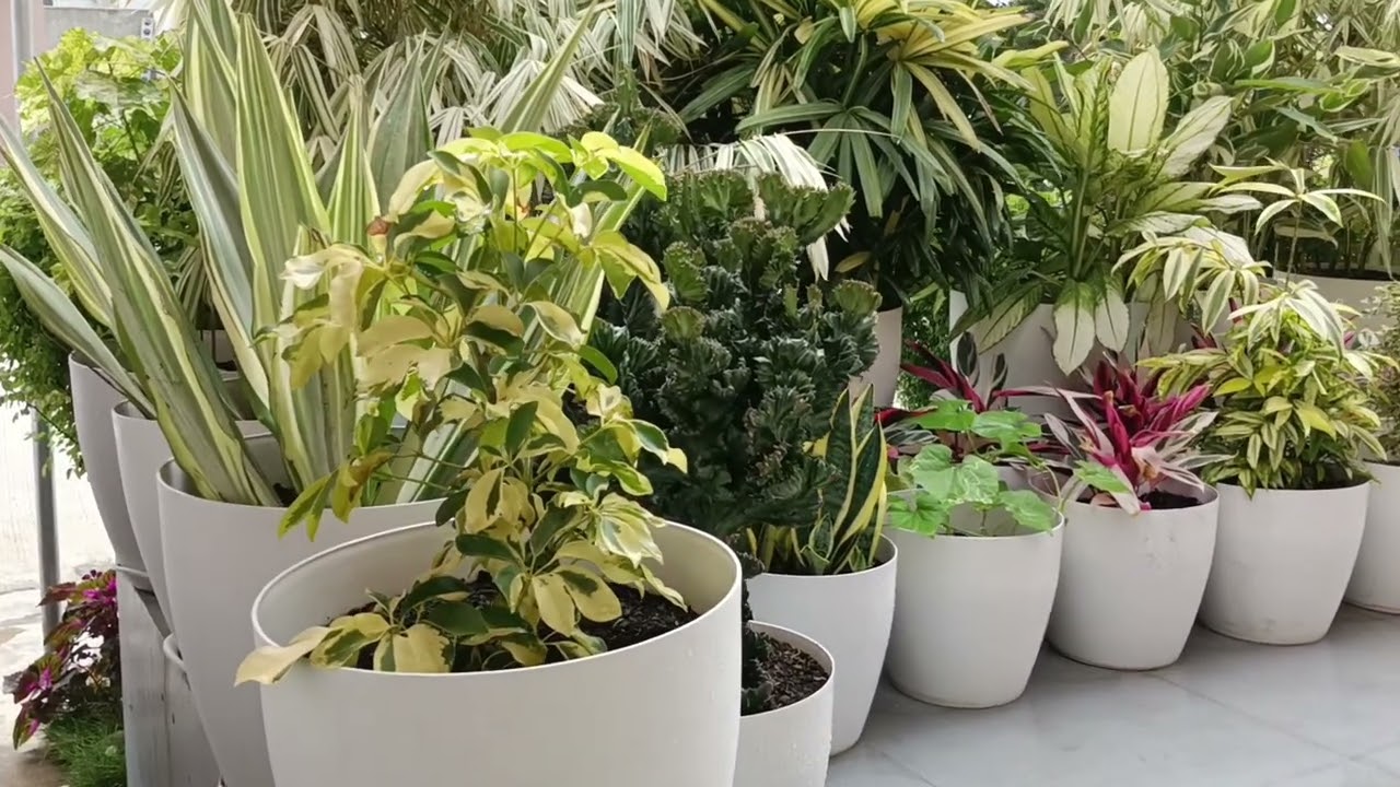 Varon's Variegated Plants