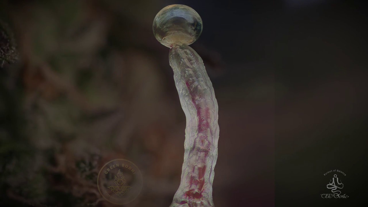 What are Trichomes their purpose and how do they look up close?