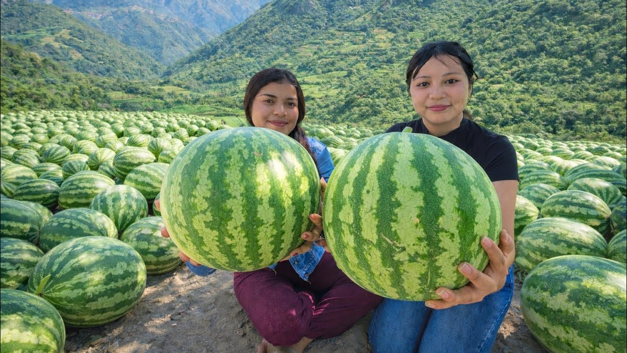 🔥😲Encontramos enormes sandías  a la orilla del río lempa 😨