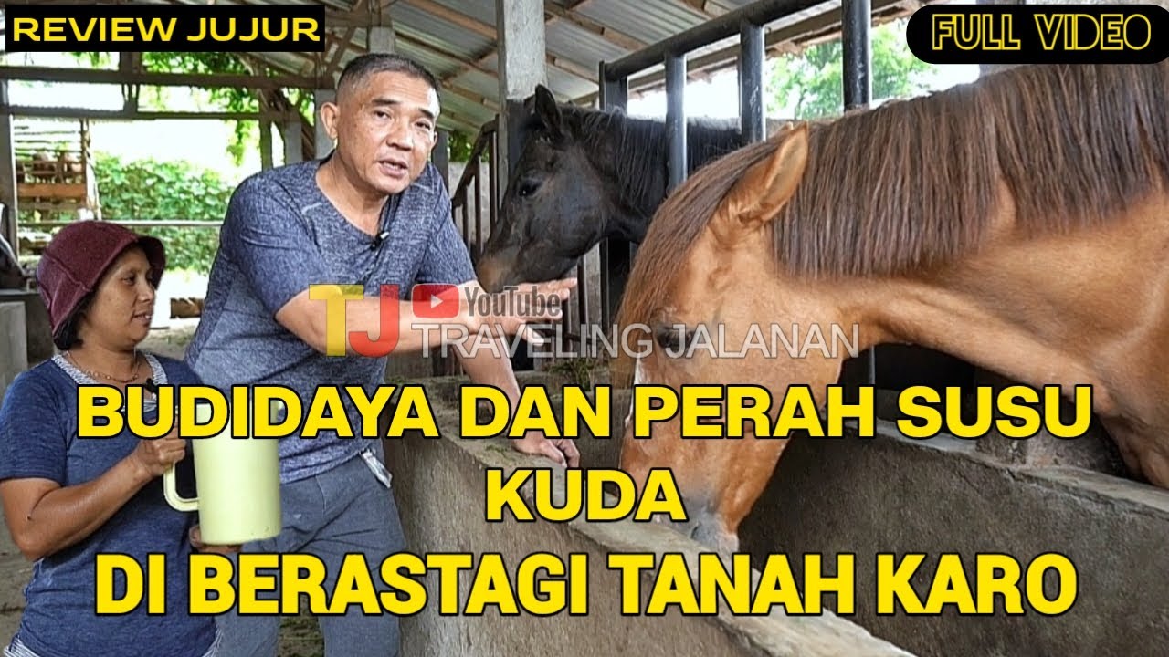 SUSU KUDA SIBAYAK BERASTAGI || PETERNAKAN DAN CARA MEMERAH SUSU KUDA ASLI || BERASTAGI