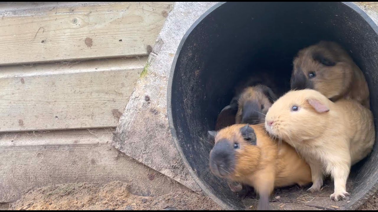 Guinea pigs in the rain