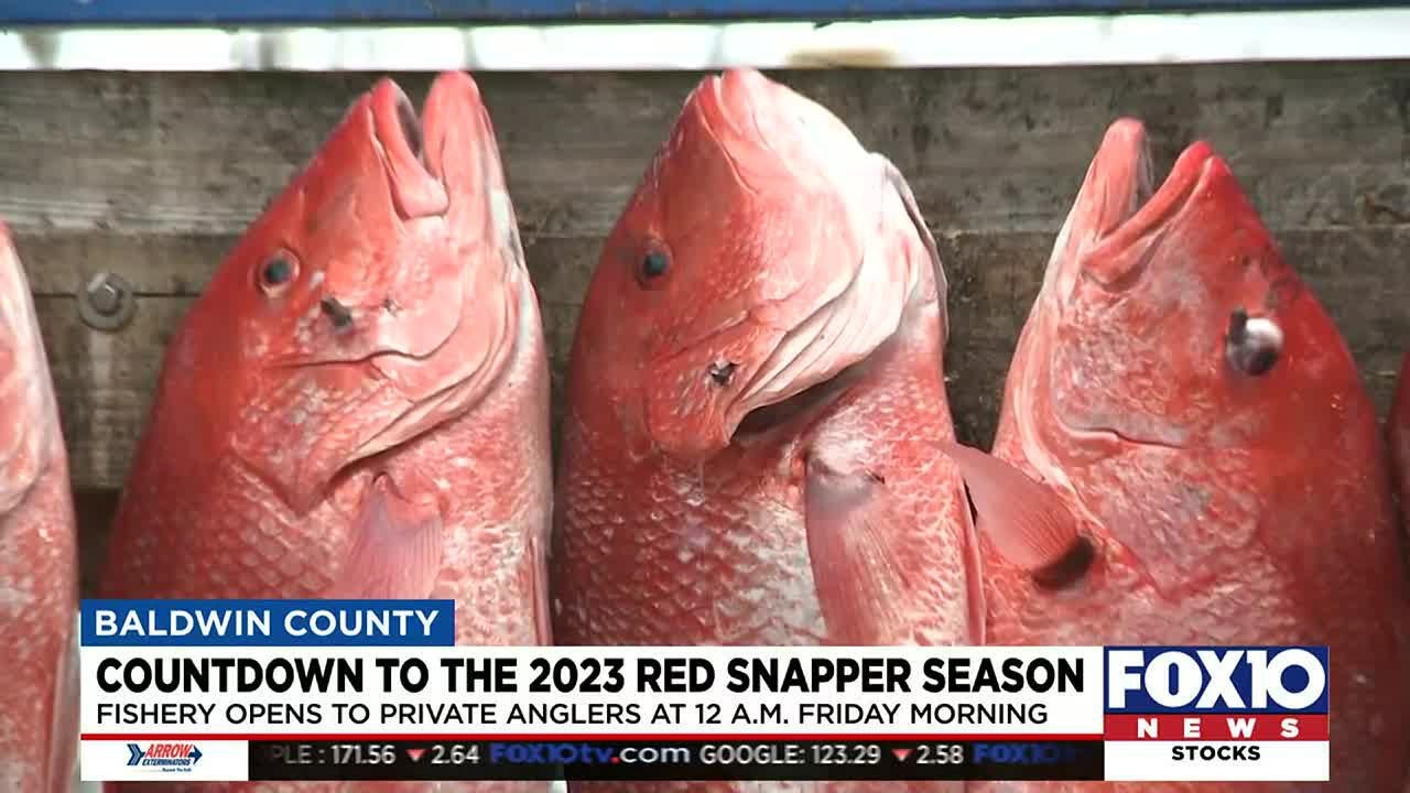 Alabama red snapper season set to open with half the quota of 2022