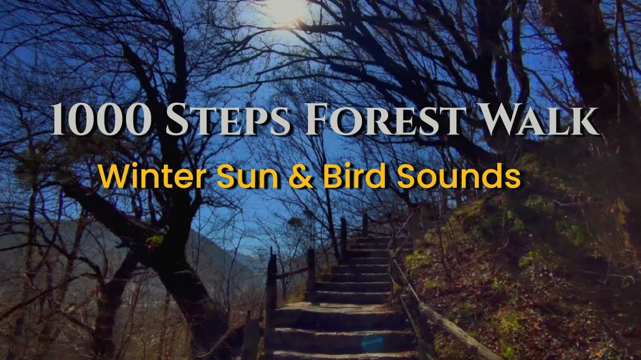 1000 Steps Forest Walk | Winter Sun & Bird Sounds