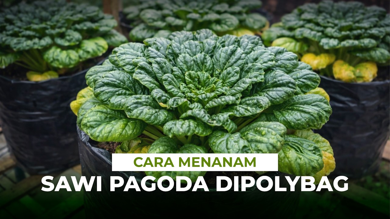 Aku menanam sawi pagoda dipolybag dengan lahan terbatas